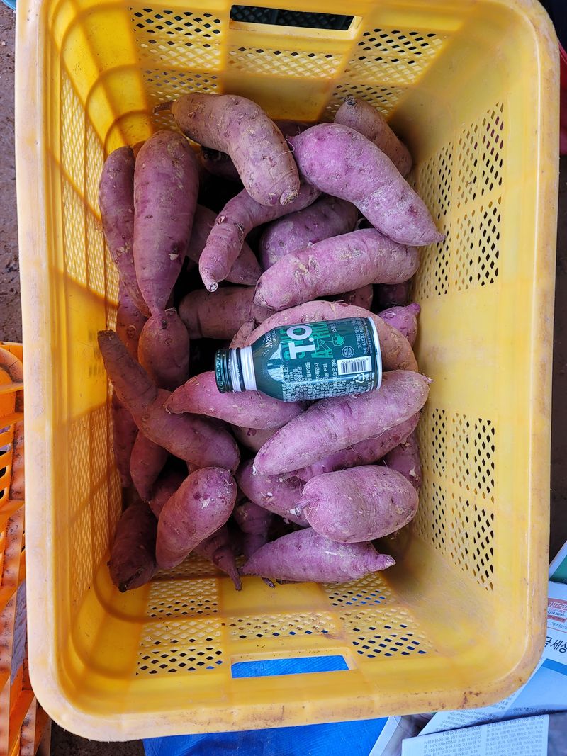 조성인님의 장터 판매 상품 [꿀고구마 (베니하루카 품종 🍠) 10키로 박스(120~200사이즈 27,000원)] 첨부 사진