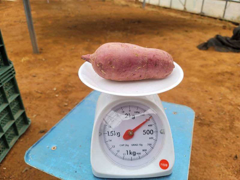 조성인님의 장터 판매 상품 [꿀고구마 (베니하루카 품종 🍠) 10키로 박스(120~200사이즈 27,000원)] 첨부 사진