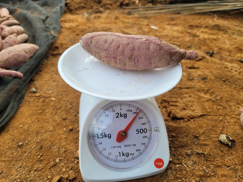 조성인님의 장터 판매 상품 [꿀고구마 (베니하루카 품종 🍠) 10키로 박스(120~200사이즈 27,000원)] 첨부 사진