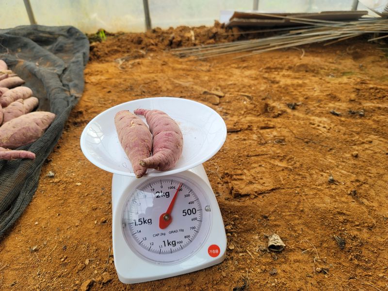 조성인님의 장터 판매 상품 [꿀고구마 (베니하루카 품종 🍠) 10키로 박스(120~200사이즈 27,000원)] 첨부 사진