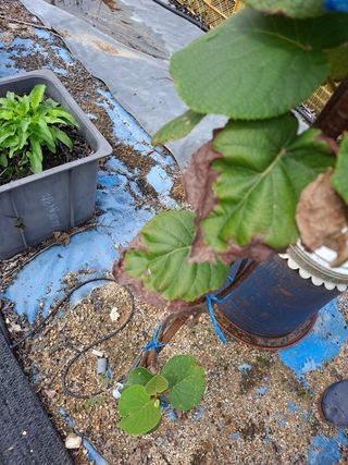 꿀잼양봉원님의 기타작물 · 병해충상담 작성글 사진