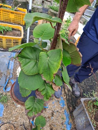 꿀잼양봉원님의 기타작물 · 병해충상담 작성글 사진