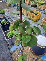 팜모닝 기타작물·병해충상담 게시글 이미지