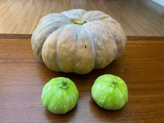 원탑님의 오이 · 자유게시판 작성글 사진