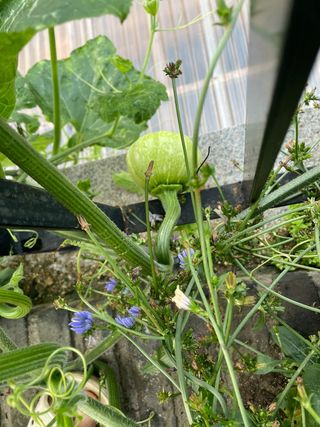 원탑님의 오이 · 자유게시판 작성글 사진