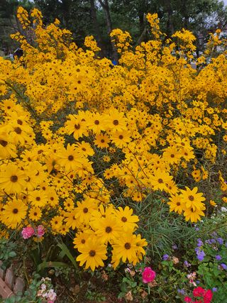 엘림농장님의 복숭아 · 자유게시판 작성글 사진