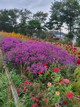 엘림농장님의 복숭아 · 자유게시판 작성글 사진