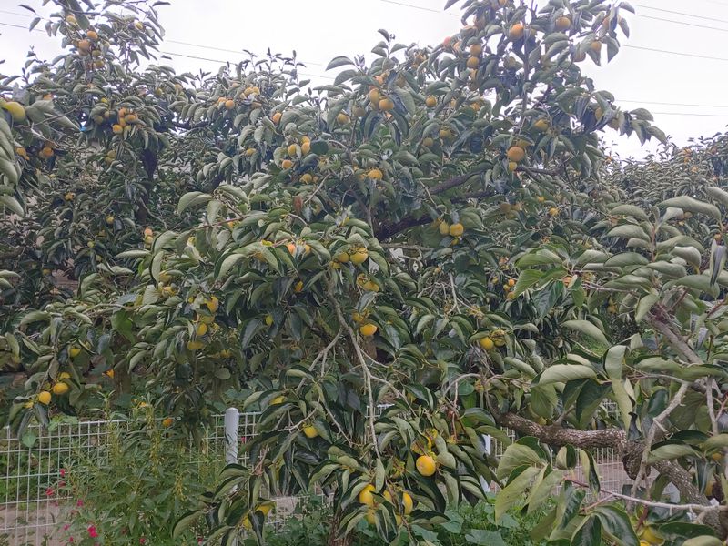 천승준님의 장터 판매 상품 [반시 11000원] 첨부 사진