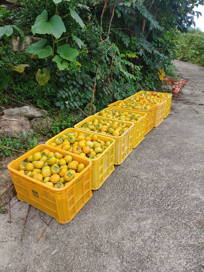 천승준님의 장터 판매 상품 [반시 11000원] 첨부 사진