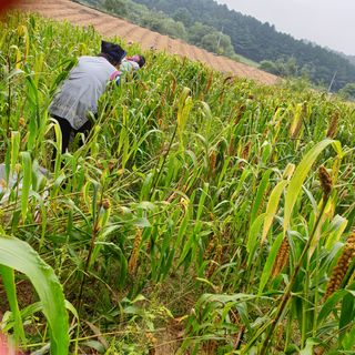 오명희 님의 팜모닝 · 출석 작성글 사진
