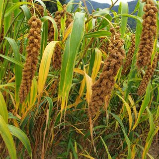 오명희 님의 팜모닝 · 출석 작성글 사진