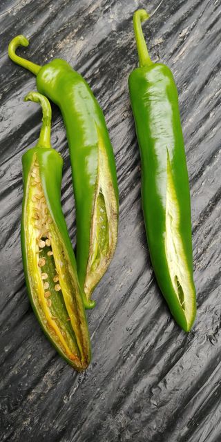 송창선님의 고추 · 병해충상담 작성글 사진