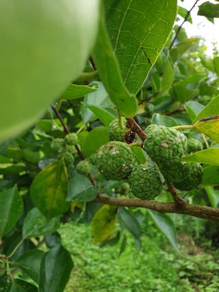 강현철님의 기타작물 · 병해충상담 작성글 사진