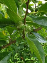 팜모닝 기타작물·병해충상담 게시글 이미지