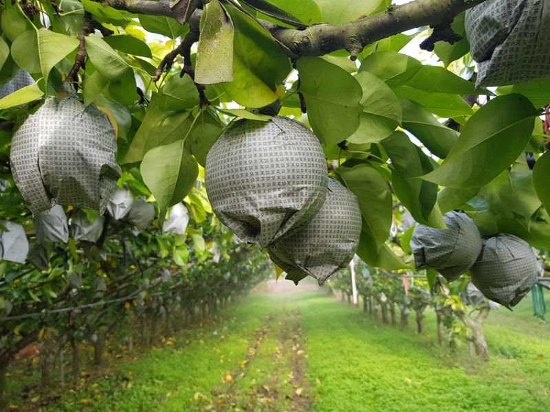 김미경님의 장터 판매 상품 [배즙(도라지ㆍ수세미첨가) 50봉3만원] 첨부 사진