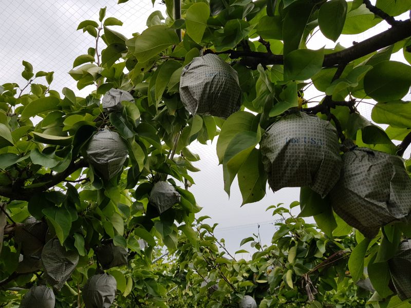 장터 상품 [배즙(도라지ㆍ수세미첨가) 50봉3만원] 썸네일