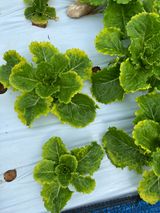 팜모닝 상추·병해충상담 게시글 이미지