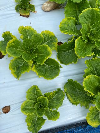 박천수님의 상추 · 병해충상담 작성글 사진