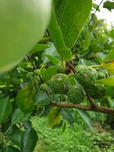 팜모닝 기타작물·병해충상담 게시글 이미지