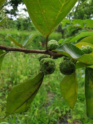 강현철님의 기타작물 · 병해충상담 작성글 사진