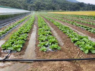 김권수님의 토마토 · 일상 작성글 사진