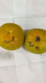 팜모닝 감·병해충상담 게시글 이미지