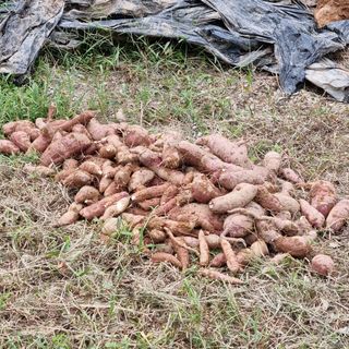 조병철님의 호박 · 자유게시판 작성글 사진