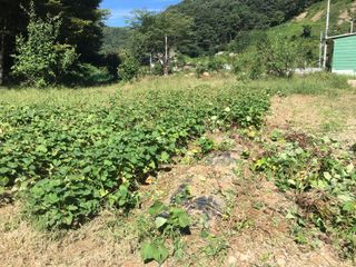 조병철님의 호박 · 자유게시판 작성글 사진