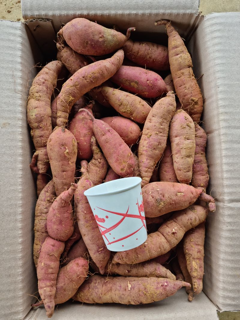 장터 상품 [꿀고구마 ㆍㆍ ㆍ] 썸네일