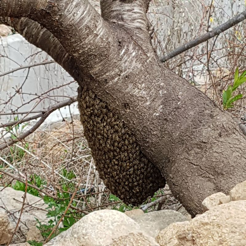 성곡농원님의 장터 판매 상품 [토종벌꿀 2,4kg 40만원 1.2kg 20만원] 첨부 사진