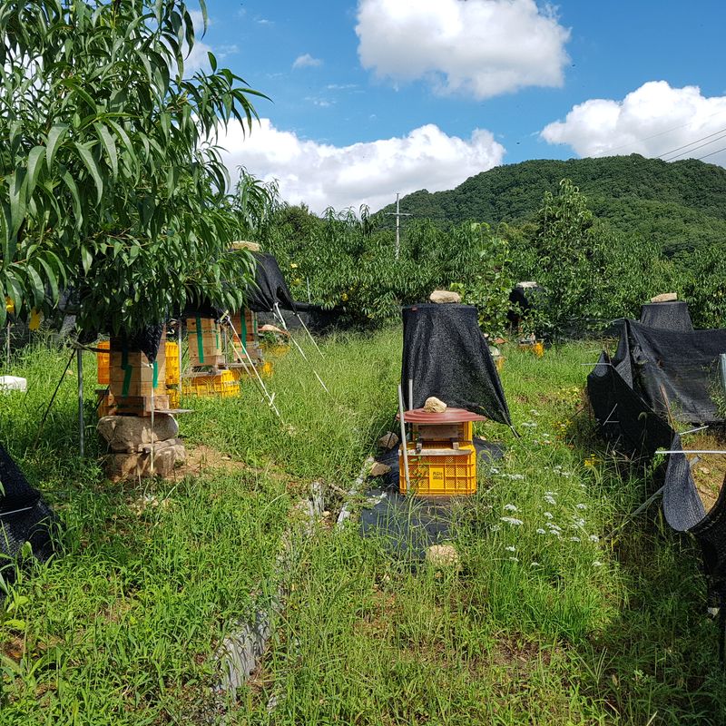 장터 상품 [토종벌꿀 2,4kg 40만원 1.2kg 20만원] 썸네일