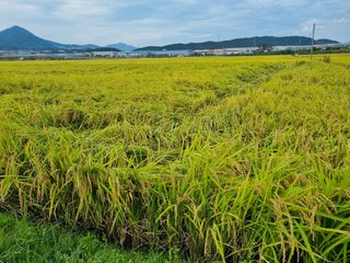 정금석님의 감 · 자유게시판 작성글 사진