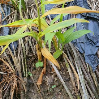 산사람산사람님의 기타작물 · 병해충상담 작성글 사진