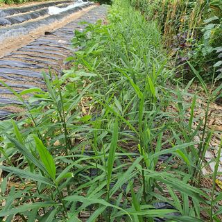 산사람산사람님의 기타작물 · 병해충상담 작성글 사진