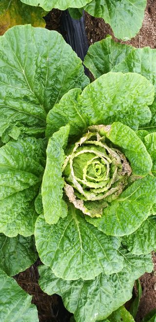 법민님의 배추 · 병해충상담 작성글 사진