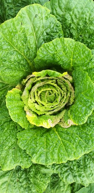 법민님의 배추 · 병해충상담 작성글 사진