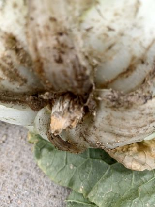 작은텃밭님의 배추 · 병해충상담 작성글 사진