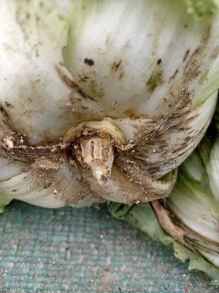 작은텃밭님의 배추 · 병해충상담 작성글 사진