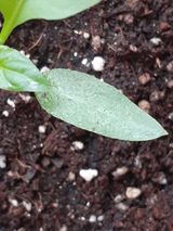 팜모닝 고추·병해충상담 게시글 이미지