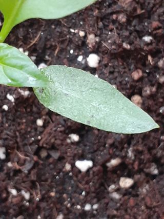 도시 농부님의 고추 · 병해충상담 작성글 사진