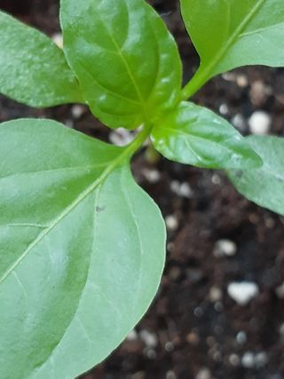 도시 농부님의 고추 · 병해충상담 작성글 사진