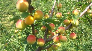 최우식님의 팜모닝 · 출석 작성글 사진