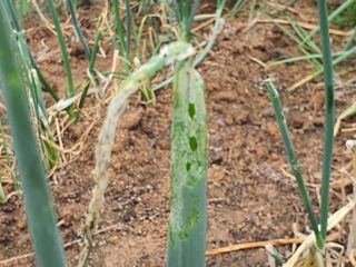 고영렬님의 파 · 병해충상담 작성글 사진