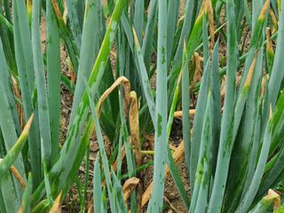 고영렬님의 파 · 병해충상담 작성글 사진