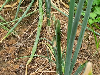 고영렬님의 파 · 병해충상담 작성글 사진