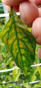 팜모닝 고추·병해충상담 게시글 이미지