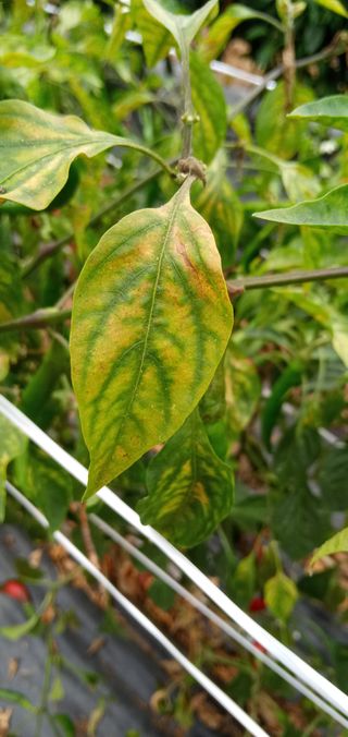 청솔농장님의 고추 · 병해충상담 작성글 사진