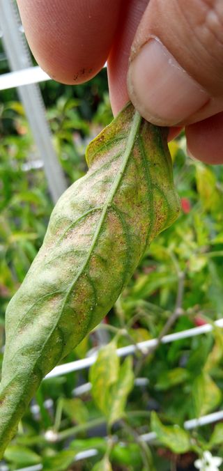 청솔농장님의 고추 · 병해충상담 작성글 사진