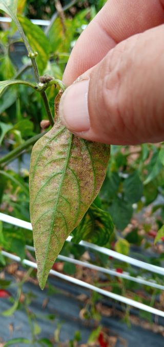 청솔농장님의 고추 · 병해충상담 작성글 사진