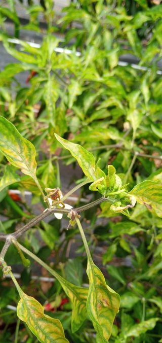 청솔농장님의 고추 · 병해충상담 작성글 사진